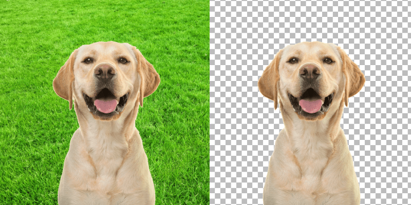 How to Use the Background Eraser Tool in Photoshop