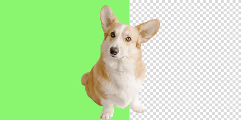 How to Remove a Green Screen in Photoshop (6 Steps)