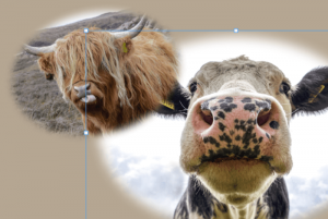 3 Quick Ways to Copy and Paste Layers in Photoshop